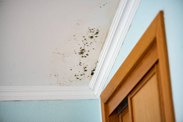 Best Office Mold Removal Services  in Myers Corner, NY