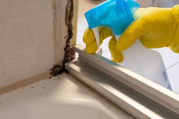 Certified Mold Removal in Myers Corner, NY