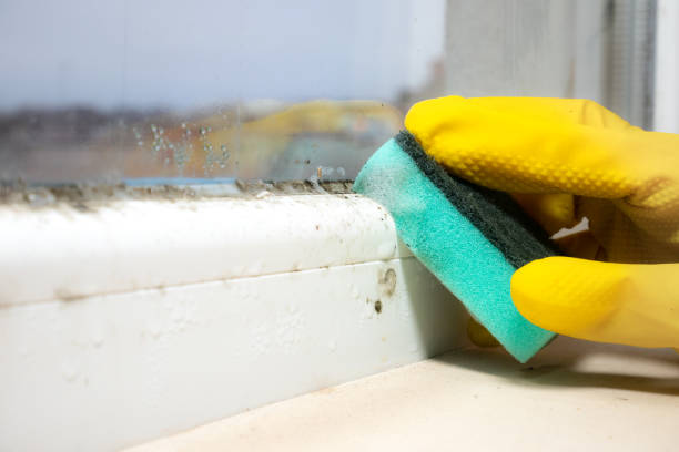 Best Mold Remediation  in Myers Corner, NY