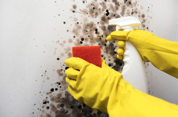 Best Home Mold Removal  in Myers Corner, NY