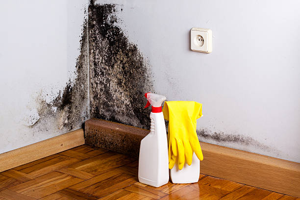 Best Commercial Mold Removal  in Myers Corner, NY