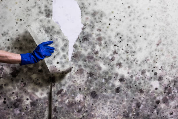 Best Residential Mold Removal  in Myers Corner, NY