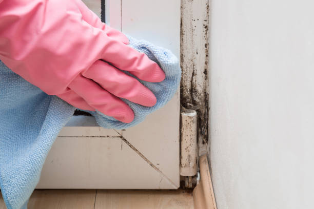 Best Fast Mold Removal  in Myers Corner, NY