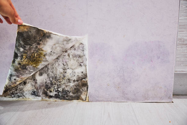 Mold Testing and Removal in Myers Corner, NY